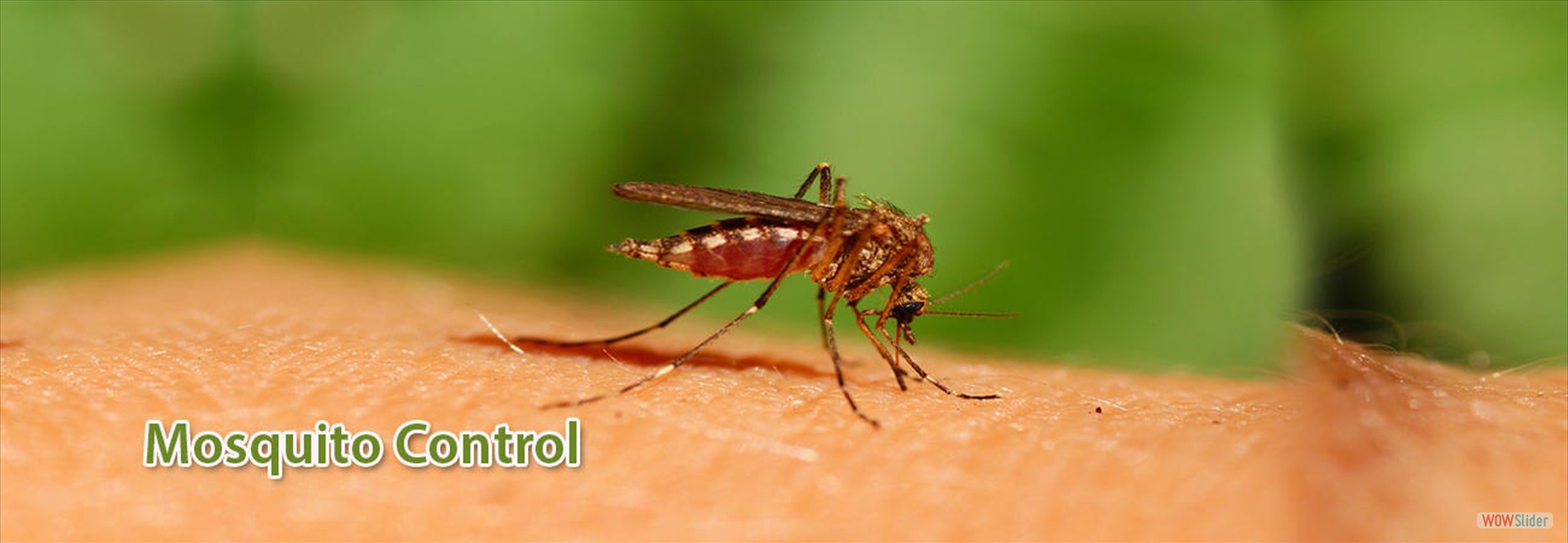 Mosquito Control Services