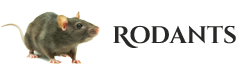 Rodent