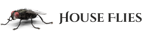 Houseflies